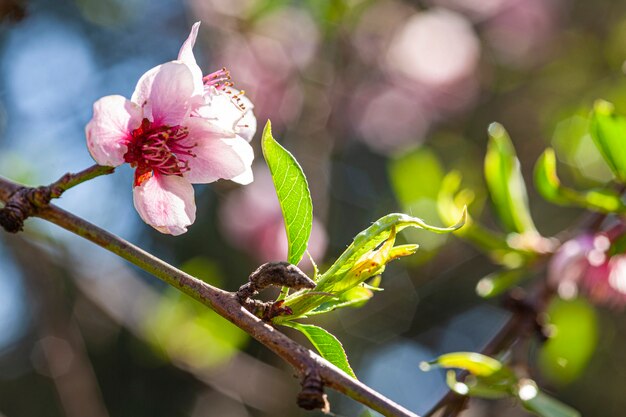 Pfirsichblüte im Frühjahr, Aufnahme mit Makroobjektiv