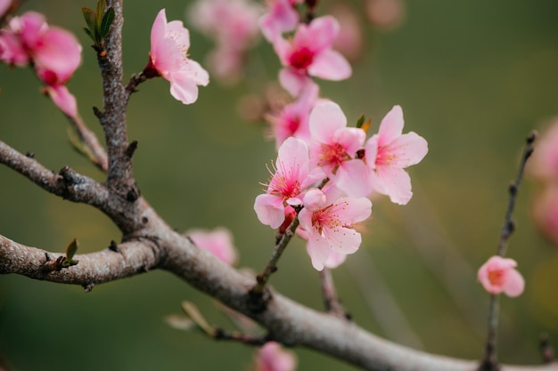 Pfirsichblüten im Garten