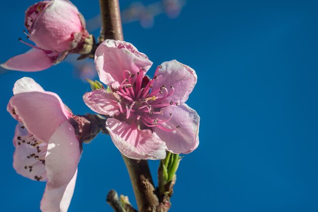 Foto pfirsichblumen blühender zweig nahaufnahme