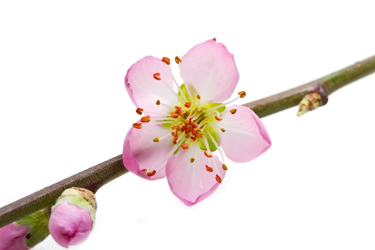 Foto pfirsichblumen lokalisiert auf weißem hintergrund