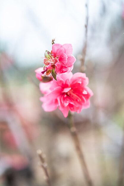 Pfirsichblumensymbol des neuen Mondjahres Nahaufnahme einer winzigen rosa Blume im Garten