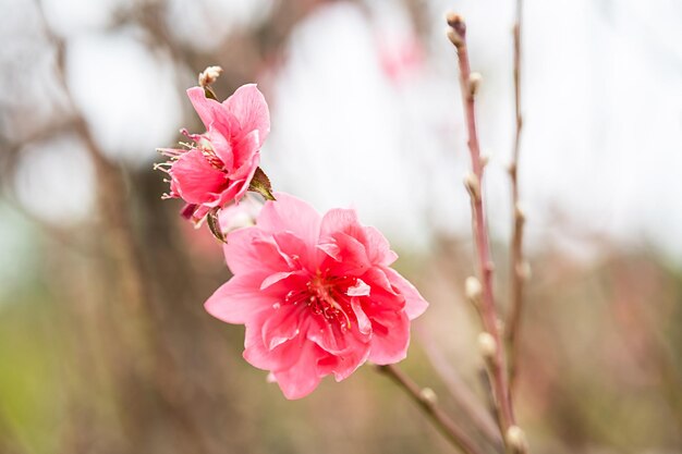 Pfirsichblumensymbol des neuen Mondjahres Nahaufnahme einer winzigen rosa Blume im Garten