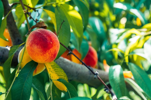 Pfirsiche, die auf einem Baum wachsen Bio-Früchte Frische Pfirsiche