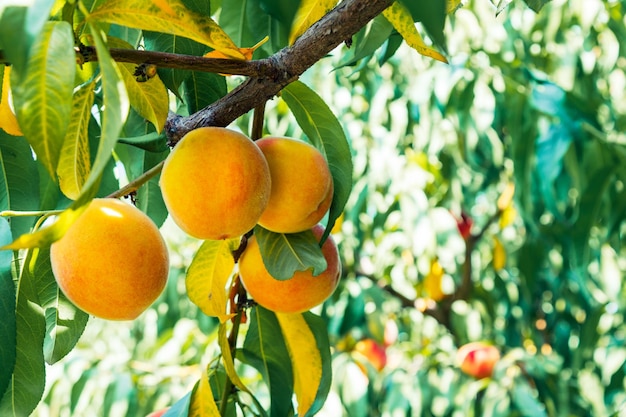 Pfirsiche, die auf einem Baum wachsen Bio-Früchte Frische Pfirsiche