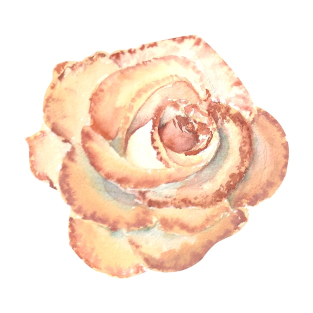 Pfirsichfarbene Rose, offene Knospe. Aquarellillustration. Cliparts isoliert auf weißem Hintergrund. Es kann für Einladungen, Postkarten usw. verwendet werden.