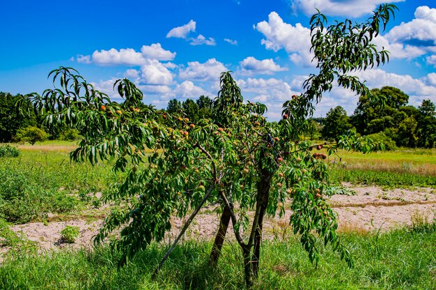 Foto pfirsichfrüchte auf einem baum gegen einen blauen himmel mit weißen wolken