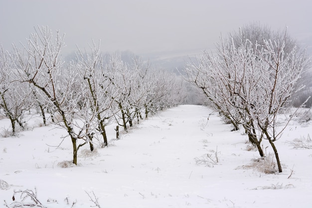 Pfirsichgarten mit Schnee im Winter bedeckt, flacher dof