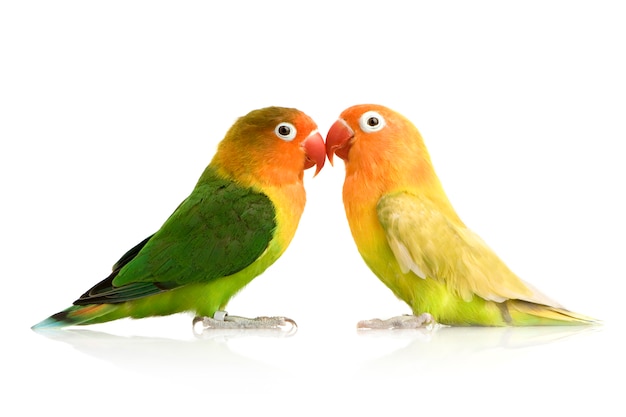 Pfirsichgesichtiger Lovebirdin - Agapornis roseicollis oder Lilians Lovebird - Agapornis lilianae Front auf einem weißen isolierten