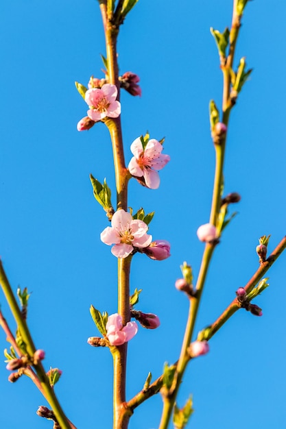 Pfirsichzweige mit rosa Blüten auf dem Hintergrund des Himmels