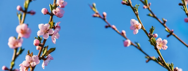 Pfirsichzweige mit rosa Blüten auf dem Hintergrund des Himmels