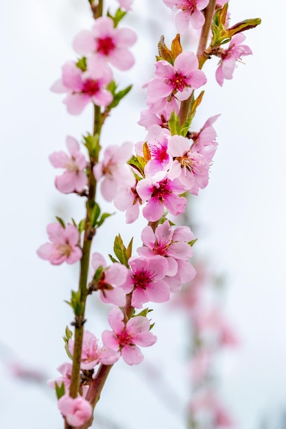 Pfirsichzweige mit rosa Blüten auf dem Hintergrund des Himmels