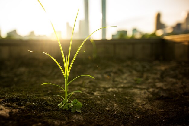 Pflänzchen auf Stapel des Bodens im Garten. neues Lebenskonzept