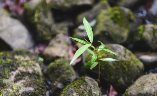 Pflänzchenbaum, der auf dem Felsenstein nahe der Stromflussnatur wächst