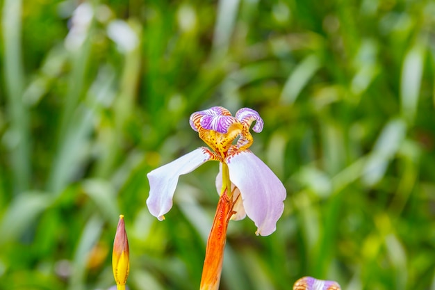 Pflanze bekannt als falsche Iris