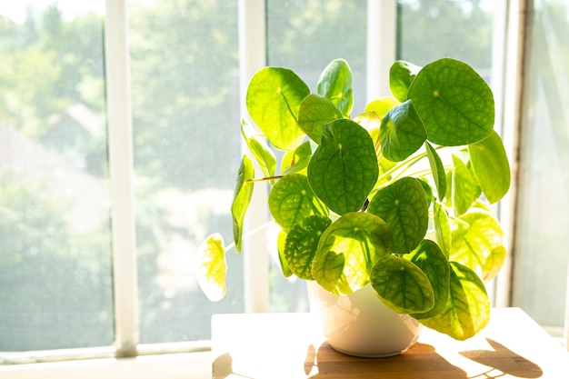 Pflanze der chinesischen Geldpflanze oder Pfannkuchenpflanze Pilea in einem weißen Topf in der Nähe des Fensters an einem sonnigen Tag