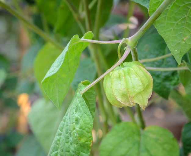 Pflanze der Kapstachelbeere (Physalis peruviana)