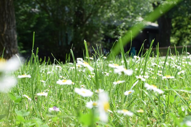 Foto pflanze, die auf grasbewachsenem feld wächst