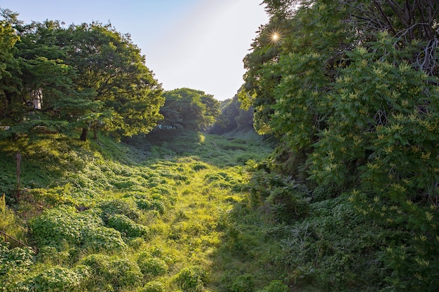 Pflanze Grüne Natur des Sommers