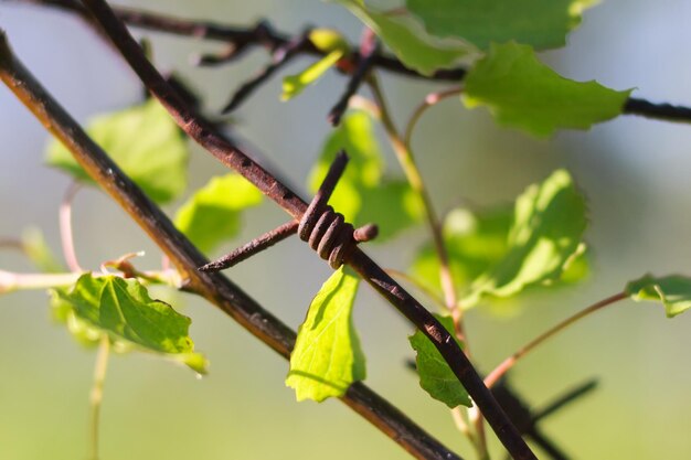 Pflanze hinter Stacheldraht