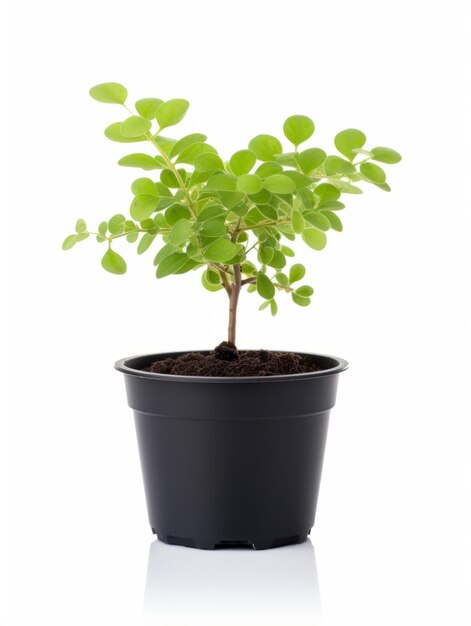 Pflanze in einem Topf auf weißem Hintergrund