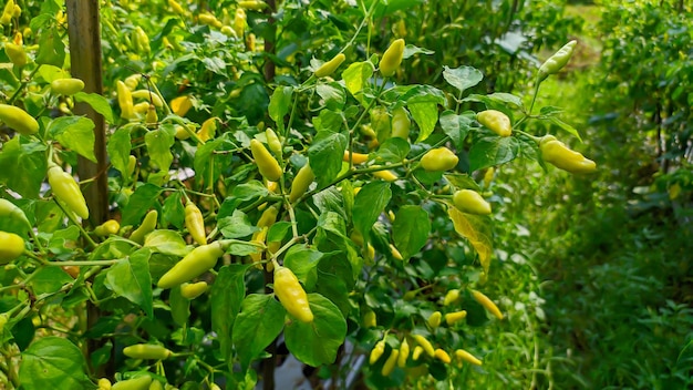 Pflanze mit frischen grünen Chilis