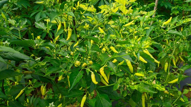 Pflanze mit frischen grünen Chilis