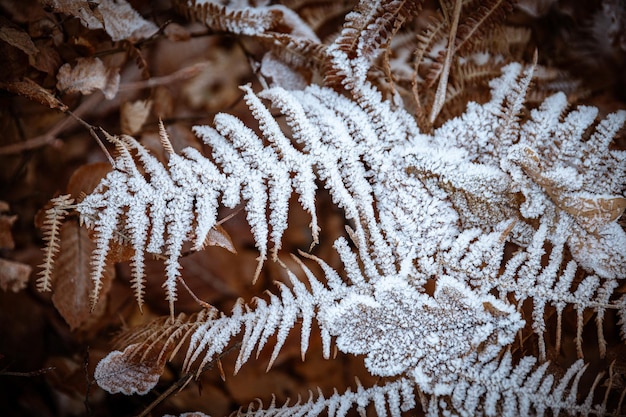 Foto pflanze mit frost auf dem blatt