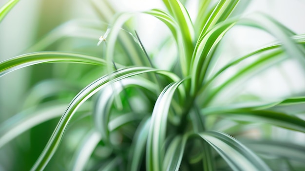 Pflanze mit langen, geraden Blättern Schöne grüne Pflanze für Hausdekoration Nahaufnahme Generative KI