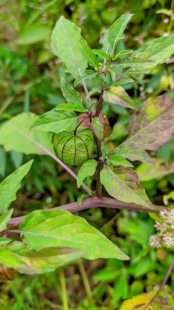 Pflanze mit Physalis peruviana