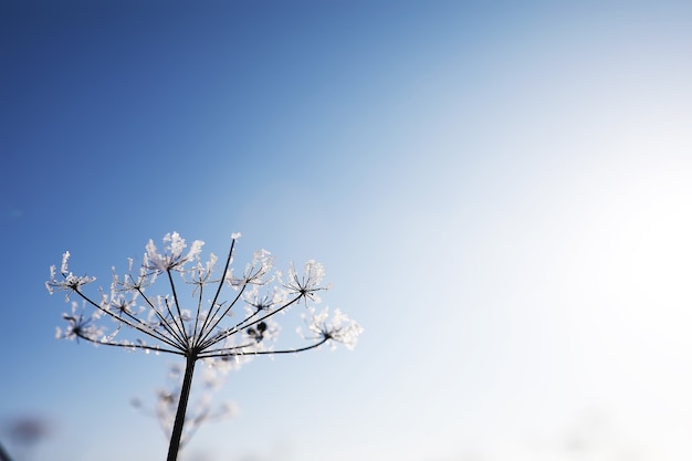 Pflanze mit Schnee bedeckt gegen den blauen Himmel. Winterfrost und Eiskristalle auf Gras. Selektiver Fokus und geringe Schärfentiefe.