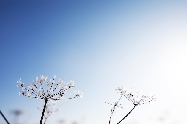 Pflanze mit Schnee bedeckt gegen den blauen Himmel. Winterfrost und Eiskristalle auf Gras. Selektiver Fokus und geringe Schärfentiefe.