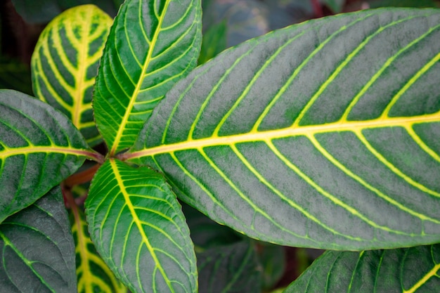 Pflanze Sanchezia speciosa Leonard Draufsicht Nahaufnahme von leuchtend grünen Blättern mit gelben Adern auf ihnen