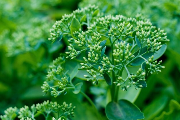 Pflanze Sedum spectabile oder Hylotelephium spectabile ist bereit, grüne runde Blätter Hintergrund zu blühen bloom