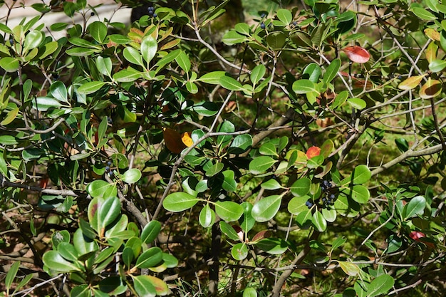 Pflanze Ternstroemia gymnanthera