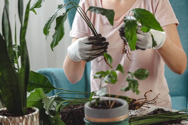 Pflanze Transplantation Frau Pflege Zimmerpflanze und Umpflanzen der Pflanze in einen Topf