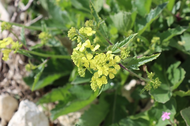 Pflanze und Blumen unter dem Tageslicht des Sommerhintergrundes der Sommersaison