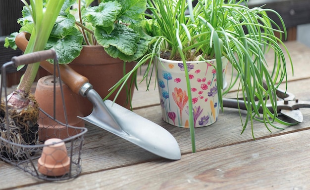 Pflanze und Blumentopf mit Schaufel auf einem Holztisch auf der Terrasse