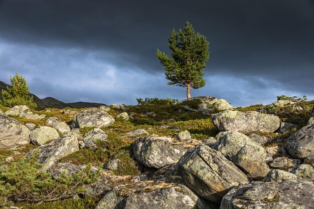 Foto pflanze wächst auf einem felsen gegen den himmel