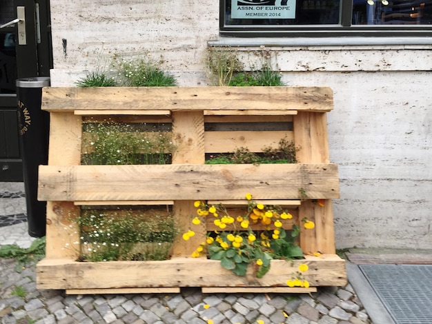 Pflanze wächst auf Holzwand