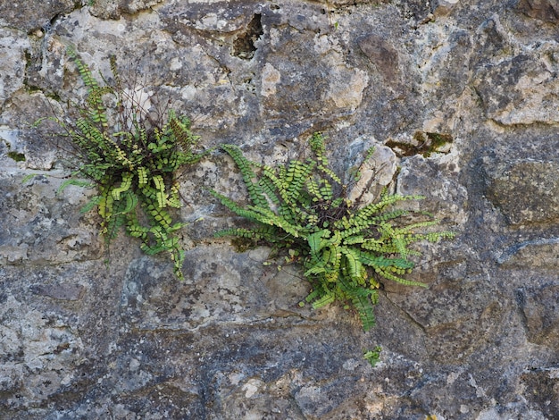 Pflanze wächst auf Stein