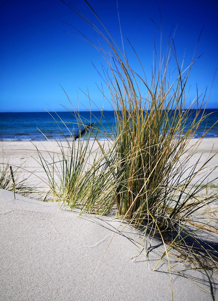 Foto pflanzen am strand gegen den blauen himmel