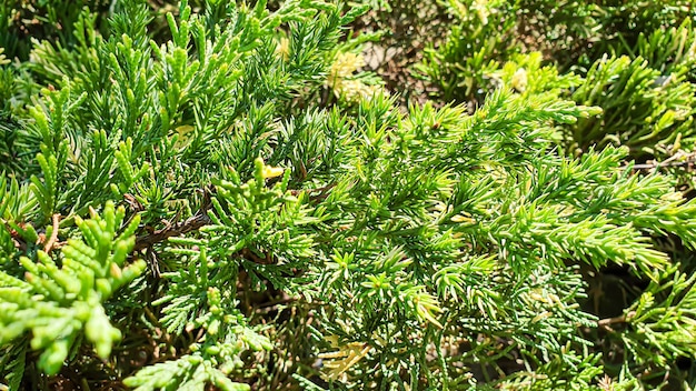 Pflanzen auf einem Steinhintergrund. Kiefer-, Thuja- und Fichtenzweige.