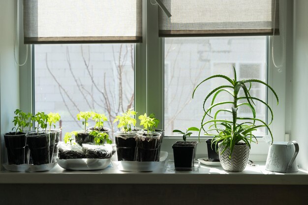 Pflanzen auf einer Fensterbank im Frühjahr