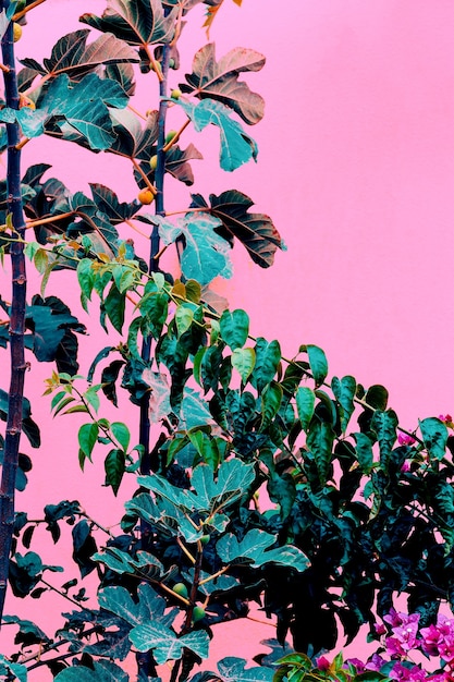 Pflanzen auf rosa Modekonzept. Grün auf rosa Wandhintergrund. Minimale Pflanzenkunst
