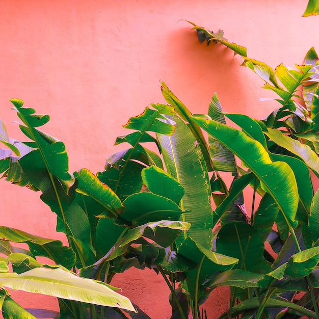 Pflanzen auf rosa Modekonzept. Tropisches Grün auf rosa Hintergrundwand