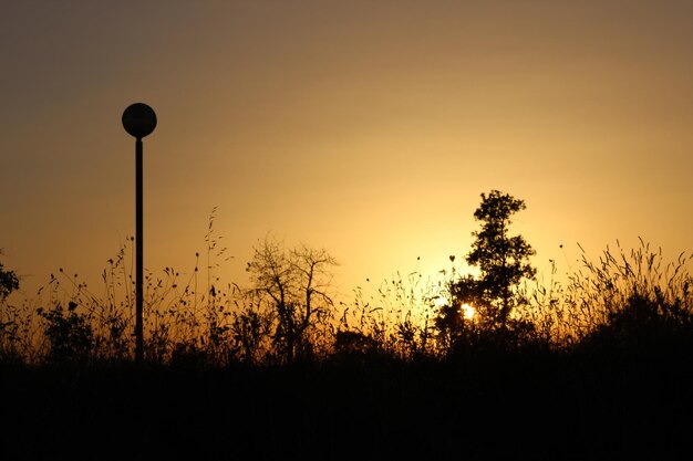 Pflanzen beim Sonnenuntergang