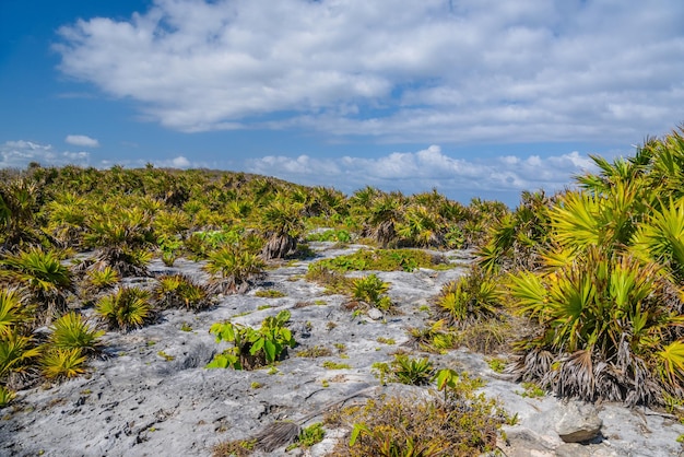 Pflanzen Büsche und Kakteen auf den Steinen in Tulum Riviera Maya Yucatan Karibik Mexiko