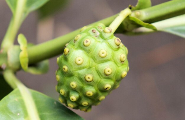 Pflanzen der tropischen Flora tropische Früchte aus Südamerika