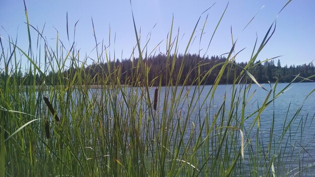 Foto pflanzen, die am see gegen den himmel wachsen