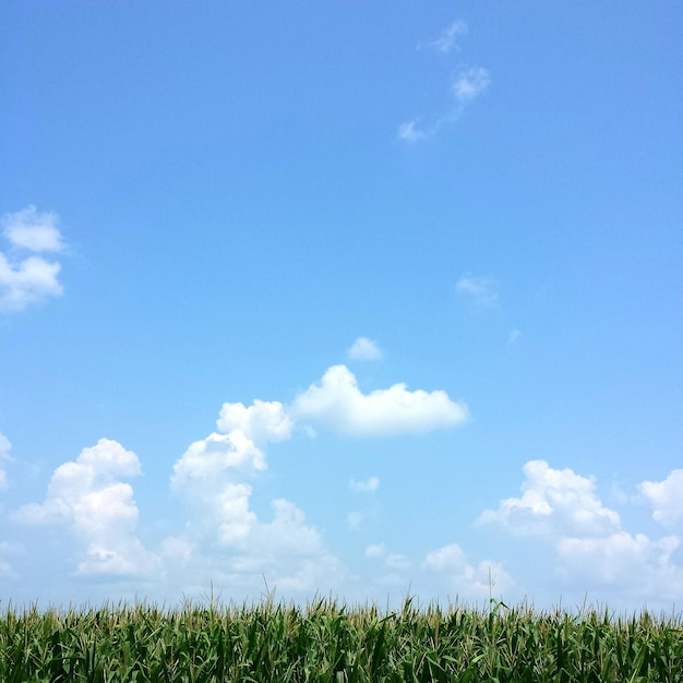 Pflanzen, die an einem sonnigen Tag auf einem landwirtschaftlichen Feld gegen den blauen Himmel wachsen